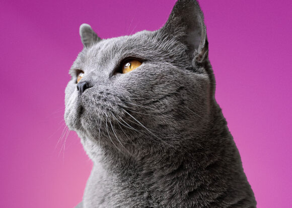 InuShop kuvituskuva, harmaa kissa - Mediakumpu Oy graafinen suunnittelu