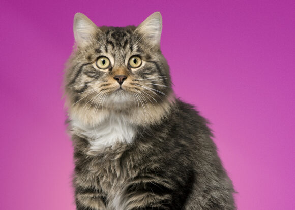 InuShop kuvituskuva, kissa - Mediakumpu Oy graafinen suunnittelu